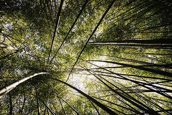 arbres